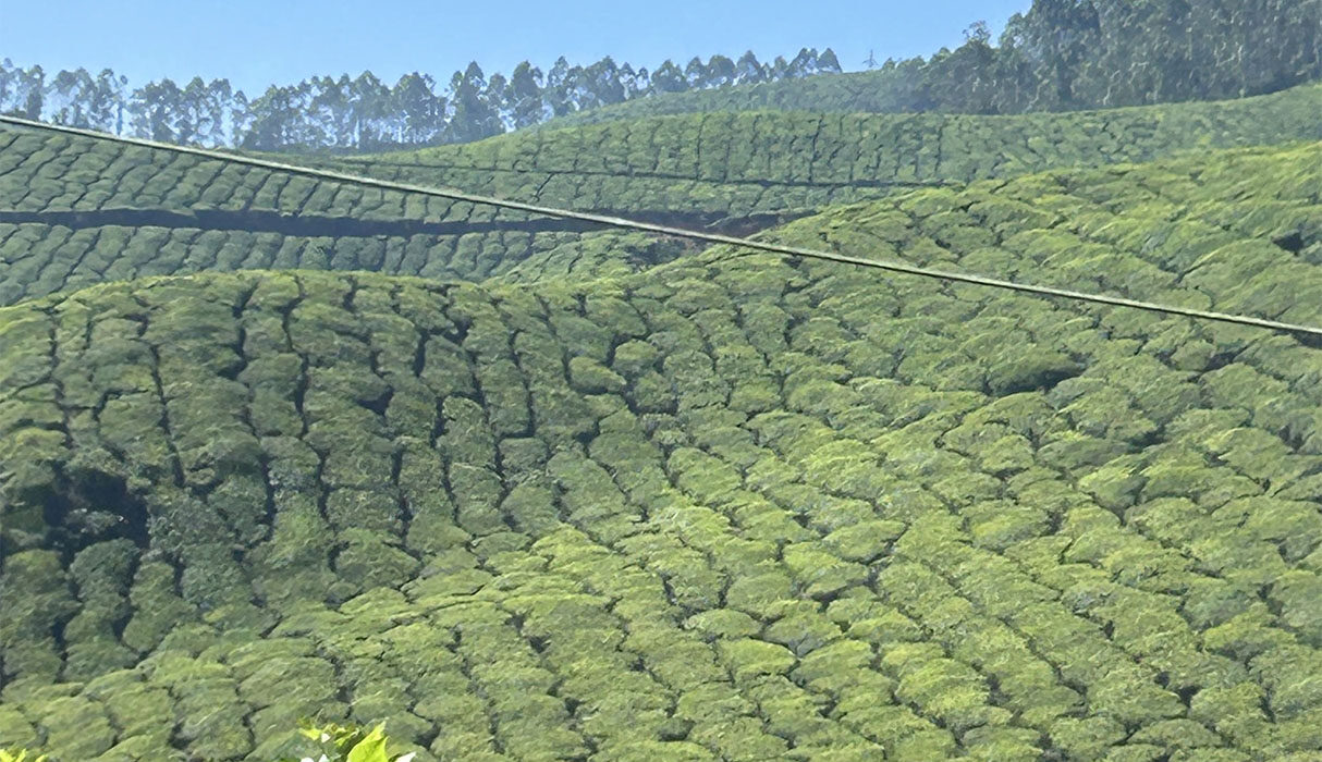 Photograph of the tea plantations